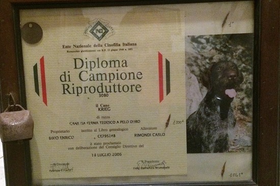 Krieg: ch Riproduttore Krieg: ch Riproduttore