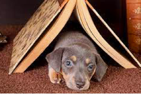LIBRI!!! LIBRI!!!